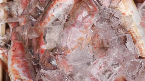 fresh red fish on ice