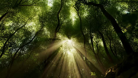 sun rays piercing through a lush green forest canopy