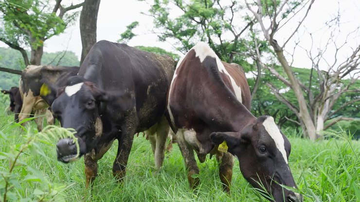 vacas a pastar num campo
