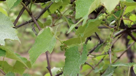 angles from a grape vineyard