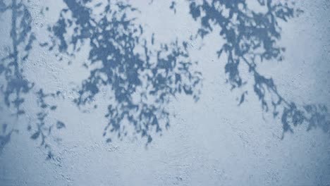 tree branches shadow on textured blue wall. nature silhouette concept
