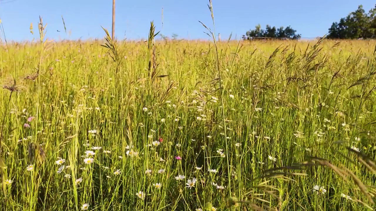 Eine statische Weitwinkelaufnahme einer üppig grünen Wiese voller Wildblumen im Sonnenlicht.