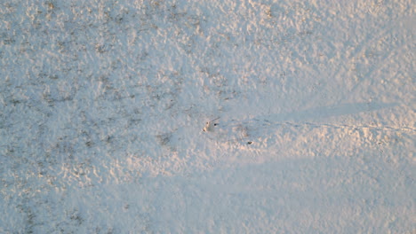 aerial top view of man in fur coat walk in a field with snow walking