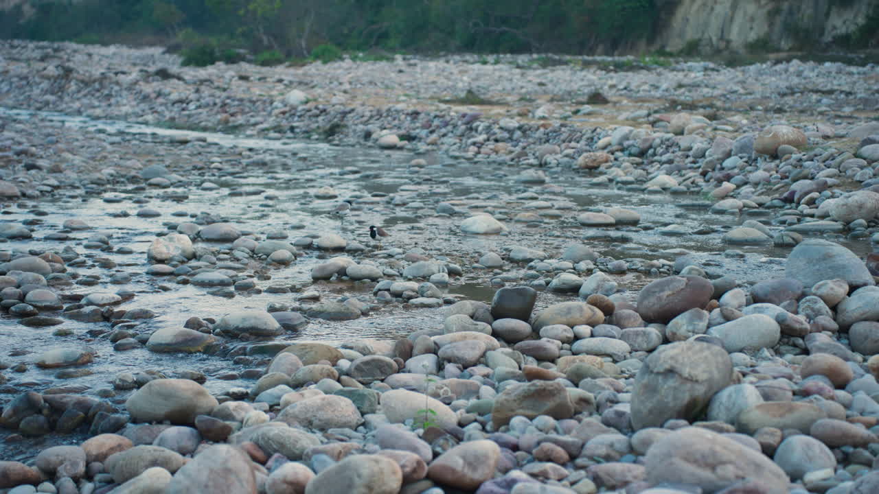Slow motion of Red-Wattled Lapwing Bird in rocky river, Uttarakhand morning