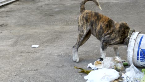 homeless, thin and hungry dog rummages in a garbage can on the street. asia, thailand