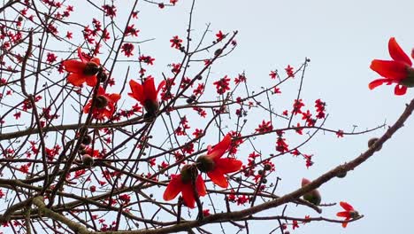 red silk cotton flower of the cotton tree or bombax ceiba