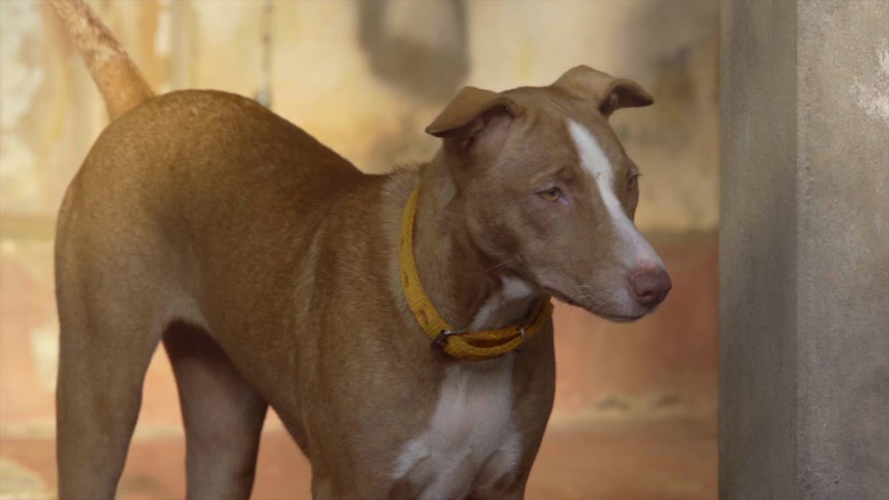 perro mirando a izquierda y derecha en cámara lenta