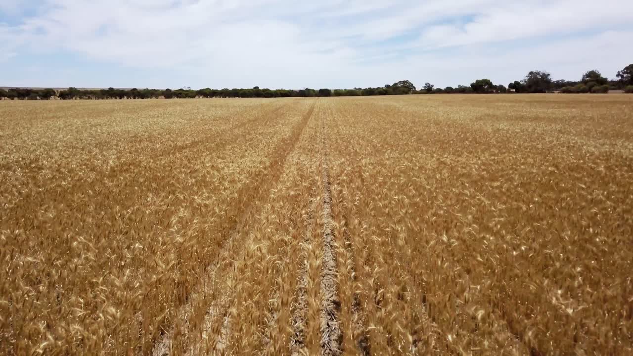 vuelo a baja altura sobre interminables hileras de maíz que se extienden hasta el horizonte
