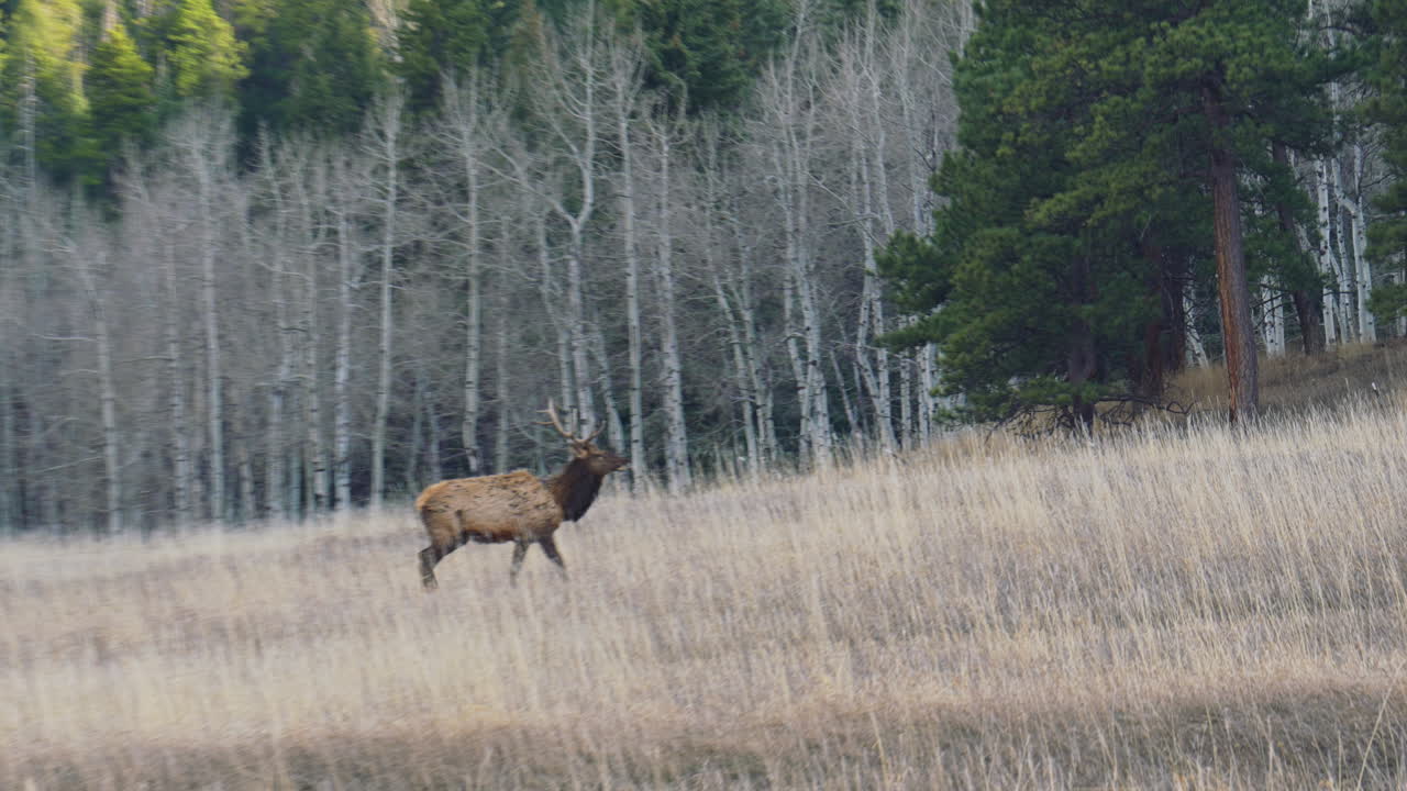 Elk walking in open field yellow grass Aspen trees Evergreen Colorado fall autumn pan right zoom in