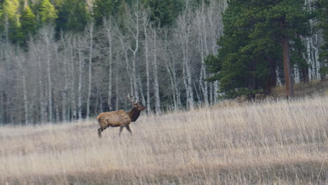 Alces-Caminando-En-Campo-Abierto-Hierba-Amarilla-álamos-Siempreverdes-Colorado-Otoño-Cacerola-Derecha-Acercar