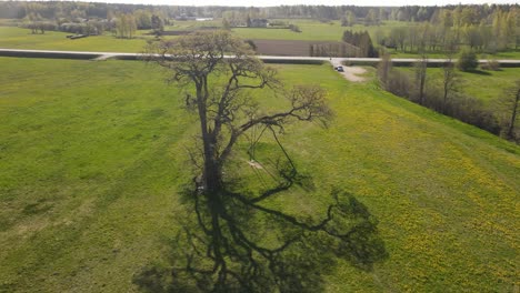 Volando-Alrededor-De-Un-árbol-Grande-Con-Columpios-De-Madera-Colgados-En-Un-Campo-Verde-Cubierto-De-Flores-Amarillas