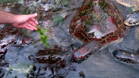 close-up of a man feeding a group of green sea turtles with green seaweed