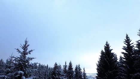 man-on-snowmobile-tight-cap-shot-of-tall-christmas-trees-in-winter-and-snow-and-ice---tight-cap-drone-shot