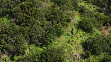 young and fit hiker walks alone with walking sticks and shorts on a trail between beautiful, lush and green bushes, grass and trees on madeira island on espigao amorelo mountain