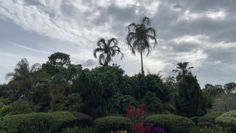 beautiful panning view of tropical trees and vegetation against passing clouds