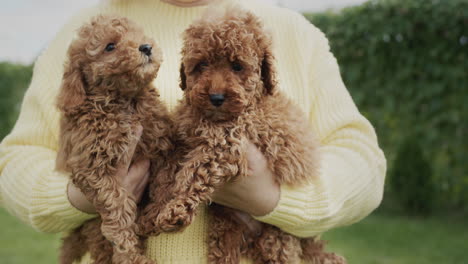 dueño de la mascota sosteniendo dos lindos cachorros marrones