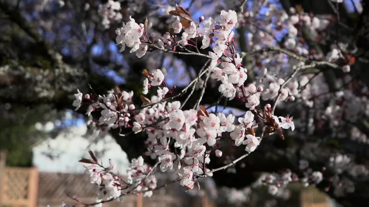 Primo piano di fiori di ciliegio su un albero mossi dal vento