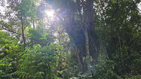 Selva-árboles-Rayos-De-Sol-Otoño-Bosque