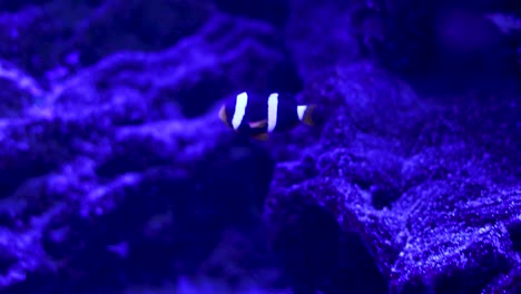 clownfish in a vibrant aquarium