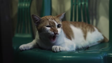 an orange and white cat resting on a chair in a local shop in indonesia