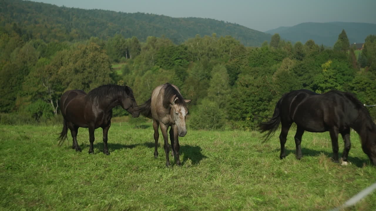 Horses in a pasture with mountains in the background