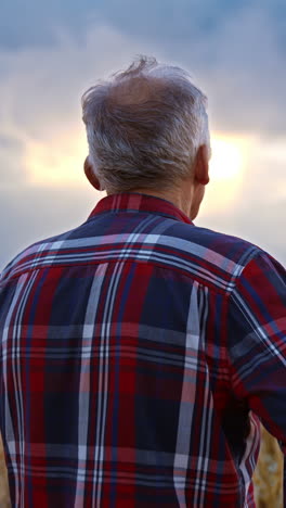 grey-haired man in checkered shirt stands in the field. farmer looks at his wheat farmlands at sunset. vertical video