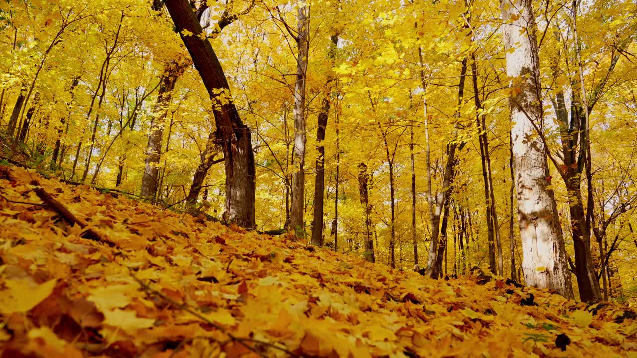 Bright fall foliage covering a forest filled with rich seasonal colors
