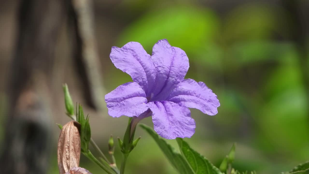 아름다운 ruellia tuberosa 흐름 .ers of india