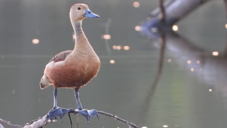 whistling duck in pond uhd mp4 4k 4 ...