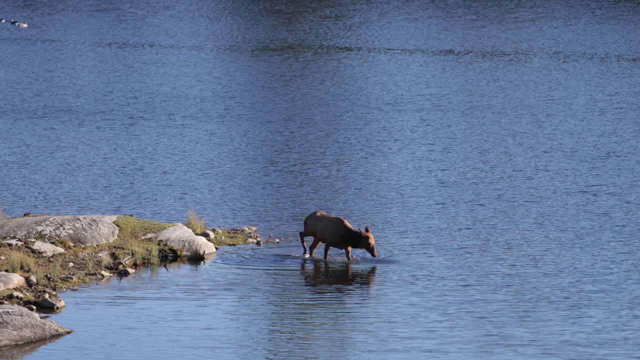 femmina di alce che cammina nel lago spruzzando e bevendo slomo a lungo raggio