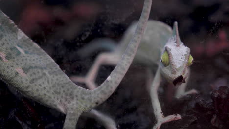 a veiled chameleon  in its terrarium digging