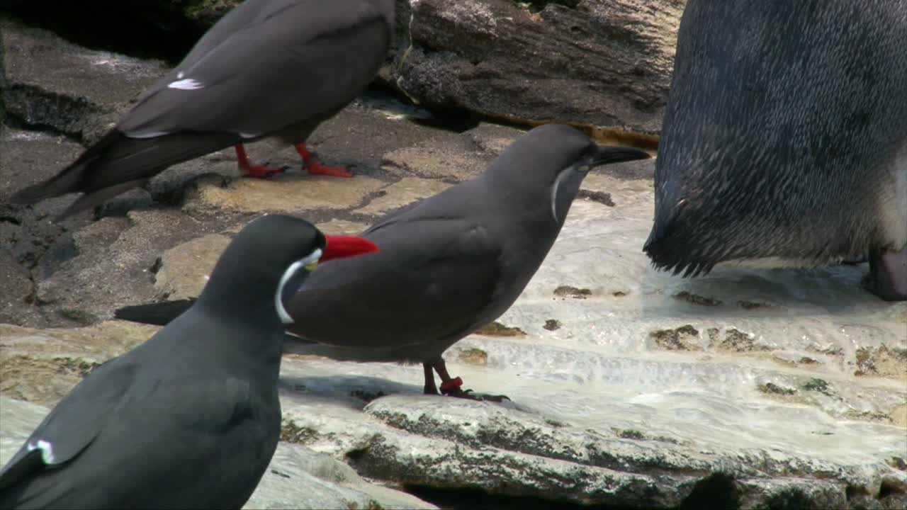 Hann- og hunninkaterne på en steinete strand, nærbilde.