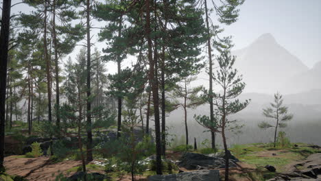 Wild-pine-trees-at-dawn-during-sunrise-in-a-beautiful-alpine-forest