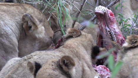 a lioness and her cubs feasting on the carcass of a recent kill