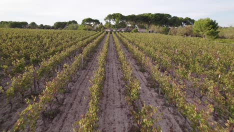 Viñedos-En-Montpelier,-Francia,-Con-Largas-Filas-Uniformemente-Espaciadas,-Tiro-De-Revelación-De-Inclinación-Aérea-Hacia-Arriba