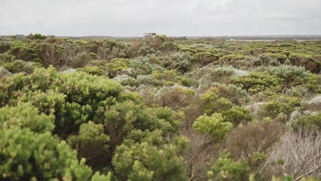 Australisches-Buschland-Vor-Der-Küste-Von-Victoria,-In-Der-Nähe-Von-Melbourne