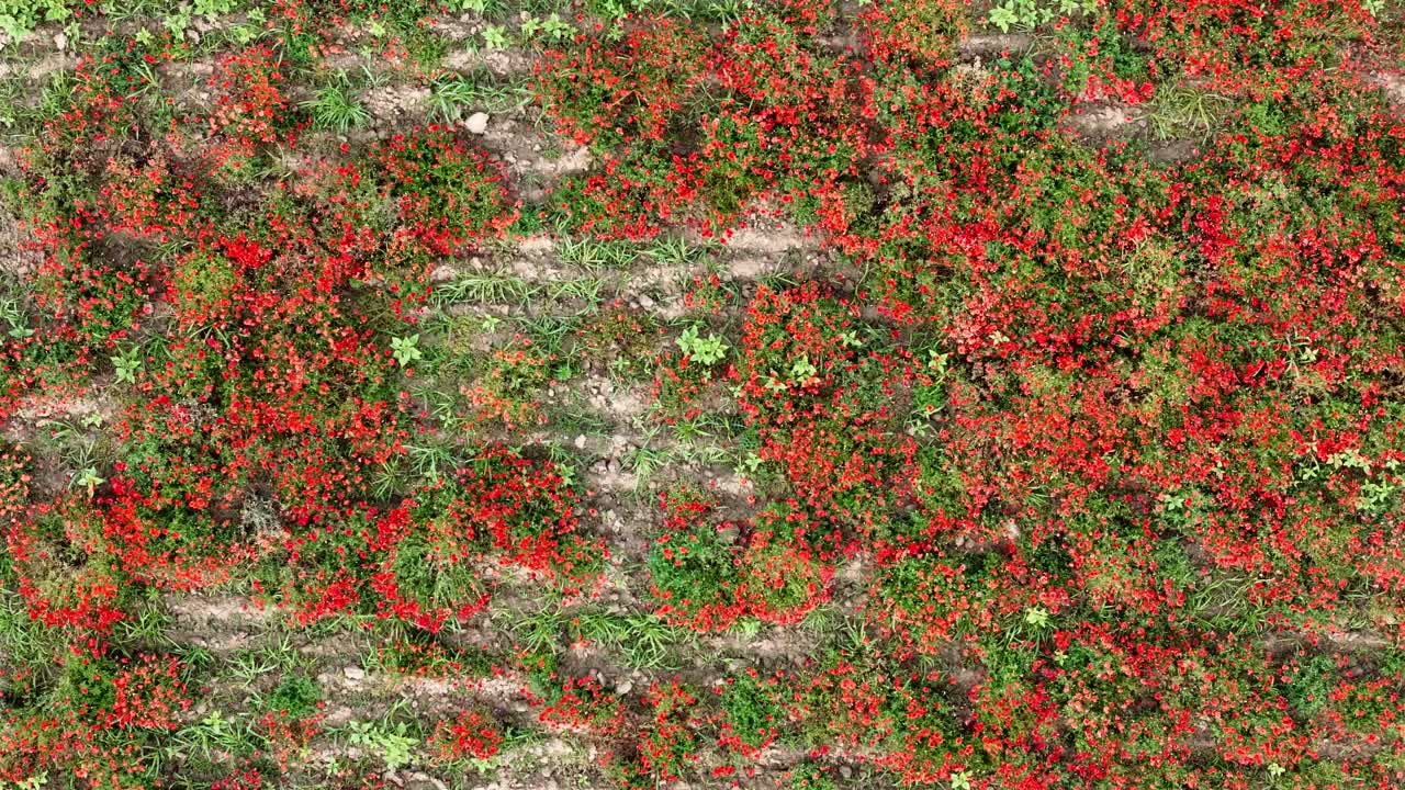Clusters of red poppies interspersed with green foliage align between cultivated crop rows in a rural field, captured in overhead aerial panning shot