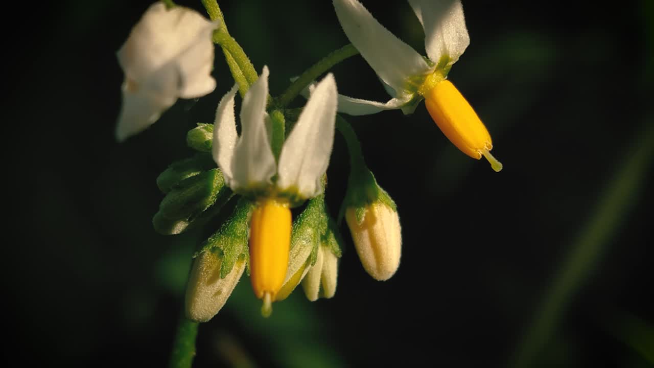 foto macro de una pequeña flor blanca y amarilla