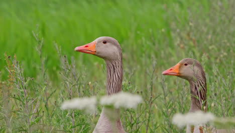 Family-of-Canadian-Greylag-geese-feeding-amongst-the-reedbeds-of-the-Lincolnshire-marshlands-and-enjoying-the-summer-sun