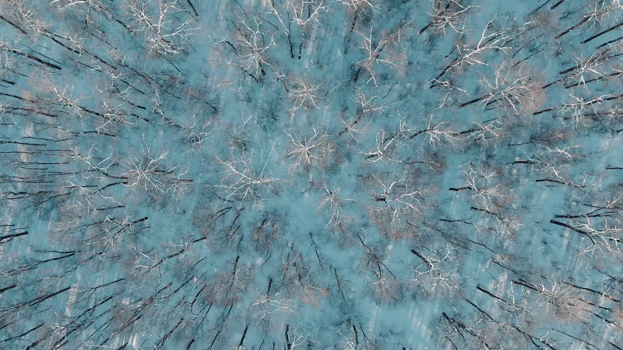 foresta innevata dall'alto