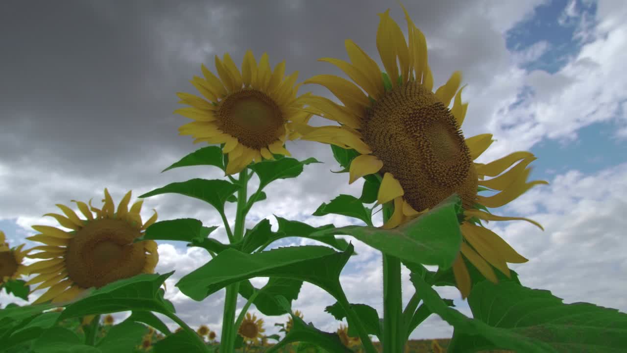 Flowers sunflower against the sky. Sunflower swaying in the wind