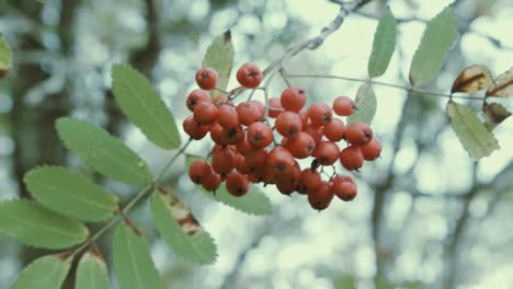 Lebendige-Rote-Beeren-Im-Wald-Geringe-Schärfentiefe