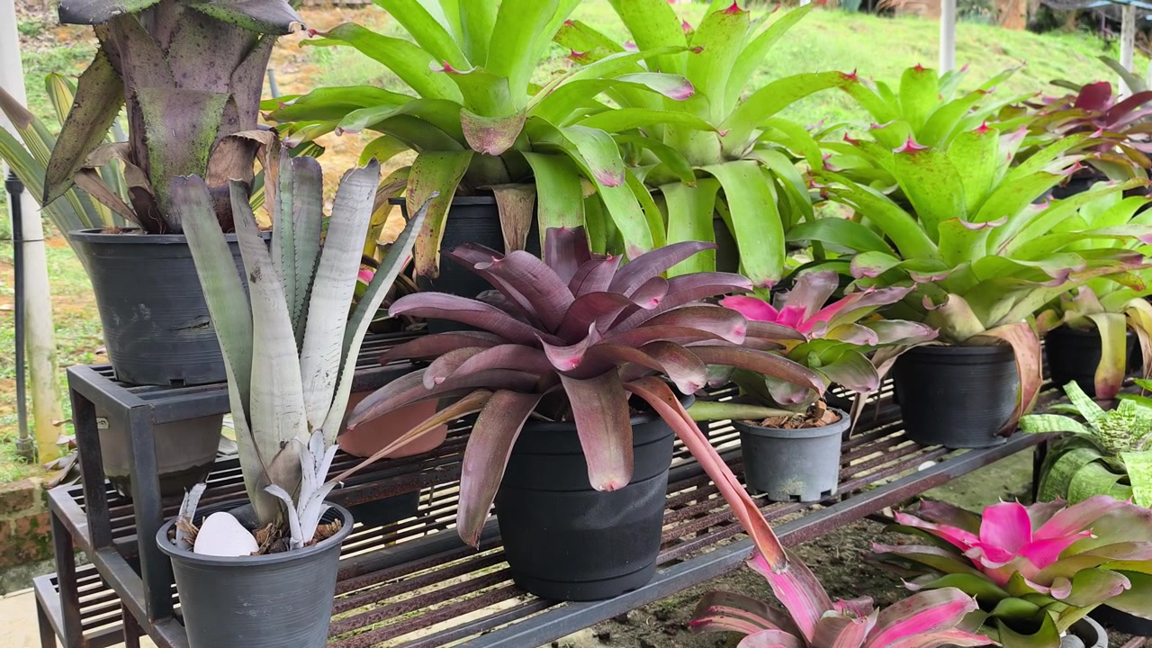 Uma coleção diversificada de espécies de abacaxi cresce em pequenos vasos decorativos. Essas plantas únicas vêm de vários países ao redor do mundo. Elas estão lindamente arranjadas como um arranjo ornamental