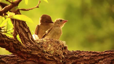 Baby-bird-learning-to-fly-from-a-nest-in-a-tree,-while-momma-bird-watches