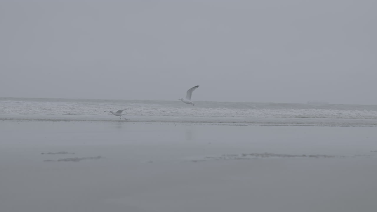 흐린 날 통나무에 해변 근처의 벨기에 바다 위를 날고 있는 갈매기