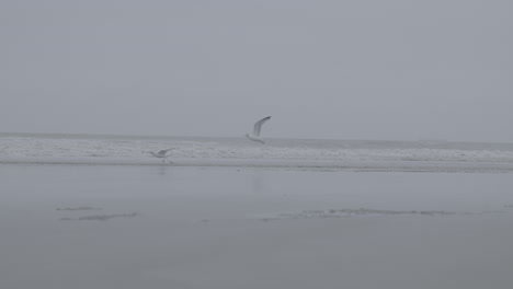 seagulls flying over the belgian sea near the beach on a cloudy day log
