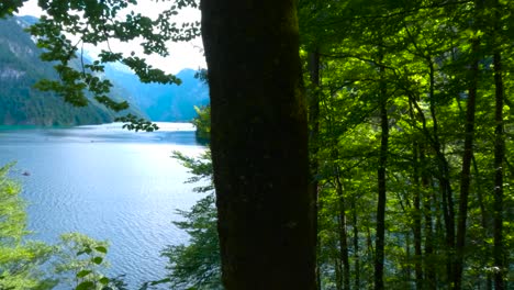 parallax camera movement of a forest revealing king's lake, königssee in germany, bavaria