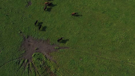 Fotografía-De-Un-Dron-Tomada-Desde-Arriba,-Que-Muestra-Una-Manada-De-Bisontes-Caminando-En-Una-Vista-De-Arriba-Hacia-Abajo.