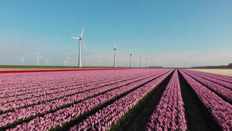 flying over rows of tulips towards the windmills -low aerial