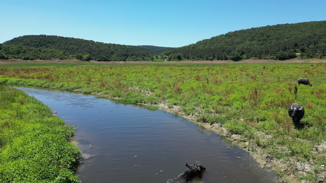 Búfalos de agua se bañan y agitan las orejas nadando en un río profundo en las llanuras de pastizales.